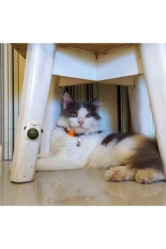 Canderel Hareketli Kedi Otlu Diş Kaşıma Yavru Top Kedi Oyuncağı