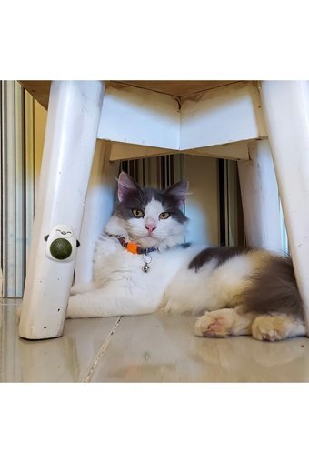 Kitchen Time Hareketli Kedi Otlu Diş Kaşıma Yavru Top Kedi Oyuncağı