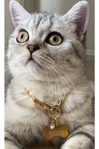 Angelapets Zilli Altın Ayarlanabilir Gezdirme Boyun Kedi Tasması