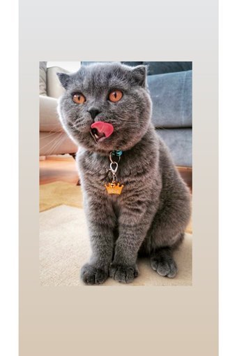 Angelapets Zilli Altın Ayarlanabilir Gezdirme Boyun Kedi Tasması