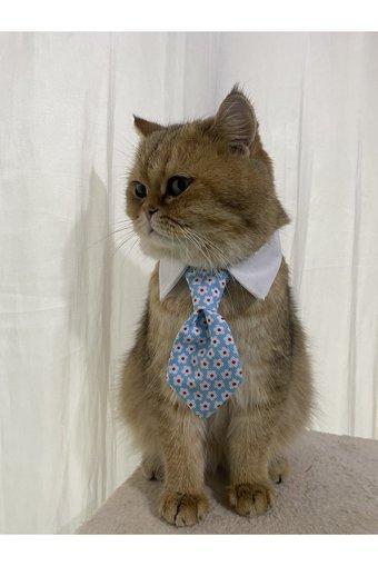 Leonapetstore Kravatlı Mavi Ayarlanabilir Gezdirme Boyun Kedi Tasması