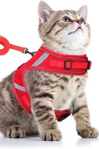 Pandogo Düz Fosforlu Kırmızı Ayarlanabilir Gezdirme Göğüs Kedi Tasması