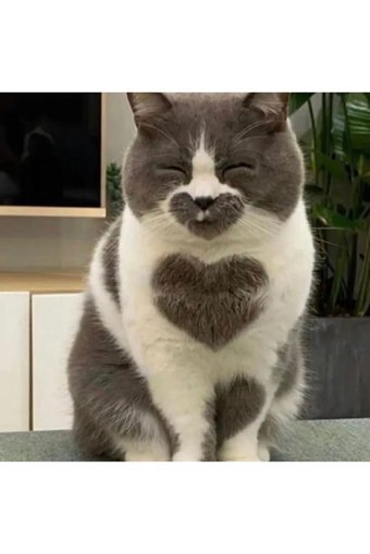 Patifashion Düz Güvenlikli Fosforlu Gri Ayarlanabilir Gezdirme Göğüs Kedi Tasması