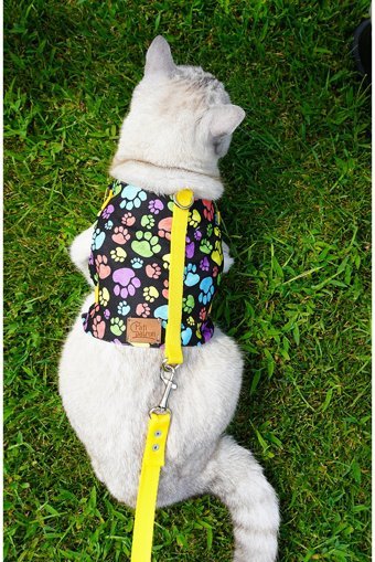 Patipatron Düz Sarı Ayarlanabilir Gezdirme Göğüs Kedi Tasması