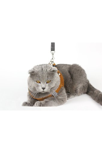 Petköy Düz Fosforlu Taba Ayarlanabilir Gezdirme Göğüs Kedi Tasması