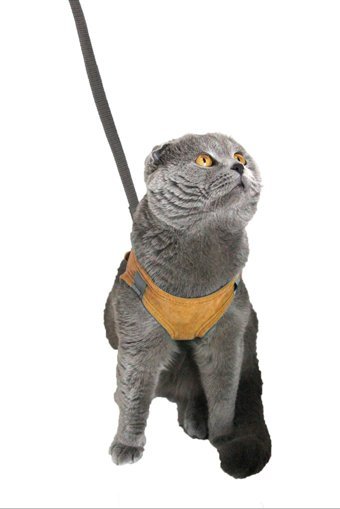 Petköy Düz Fosforlu Taba Ayarlanabilir Gezdirme Göğüs Kedi Tasması