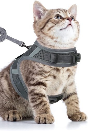 Pandogo Düz Fosforlu Gri Ayarlanabilir Gezdirme Göğüs Kedi Tasması