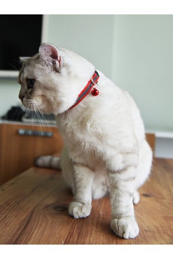 Patipatron Zilli Düz Kırmızı Ayarlanabilir Gezdirme Boyun Kedi Tasması