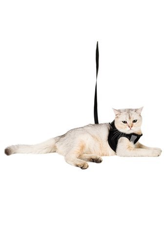 Evene Fileli Fosforlu Siyah Ayarlanabilir Gezdirme Göğüs Kedi Tasması