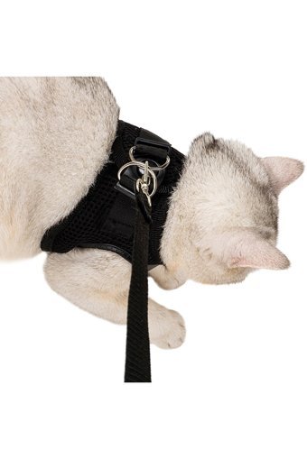 Evene Fileli Fosforlu Siyah Ayarlanabilir Gezdirme Göğüs Kedi Tasması