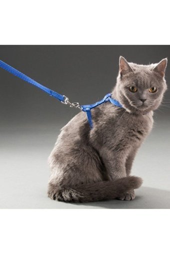 CMT Düz Mavi Ayarlanabilir Gezdirme Göğüs Kedi Tasması