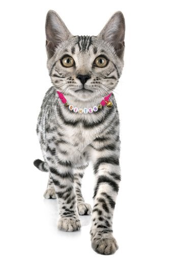 Petella Zilli Boncuklu Mavi Ayarlanabilir Gezdirme Boyun Kedi Tasması