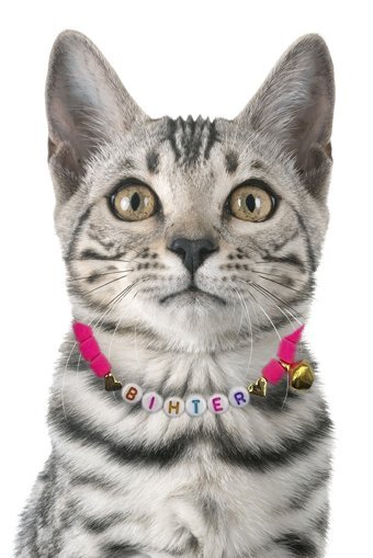 Petella Zilli Boncuklu Mavi Ayarlanabilir Gezdirme Boyun Kedi Tasması