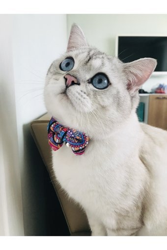 Patipatron Papyonlu Zilli Papyonlu Renkli Ayarlanabilir Gezdirme Boyun Kedi Tasması