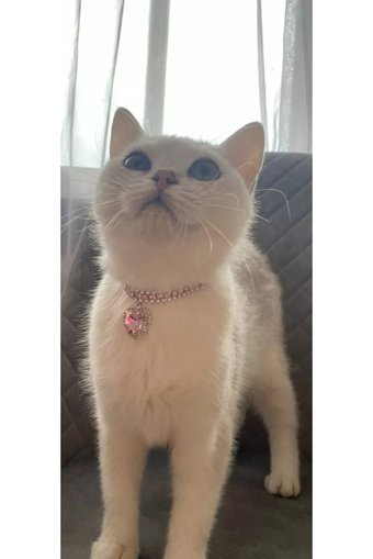 Storm Taşlı Pembe Ayarlanabilir Gezdirme Boyun Kedi Tasması