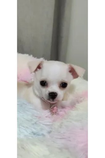 Storm Taşlı Pembe Ayarlanabilir Gezdirme Boyun Kedi Tasması