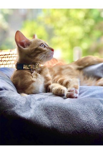 Nimbo Zilli Taşlı Altın Ayarlanabilir Gezdirme Boyun Kedi Tasması