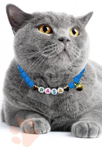Petella Zilli Boncuklu Mavi Gezdirme Boyun Kedi Tasması