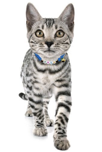 Petella Zilli Boncuklu Mavi Gezdirme Boyun Kedi Tasması