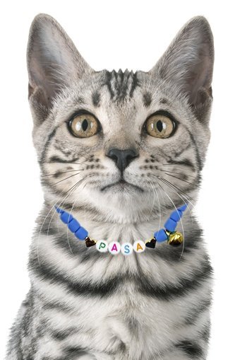 Petella Zilli Boncuklu Mavi Gezdirme Boyun Kedi Tasması