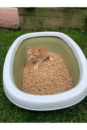 Biocal Kalın Taneli Pelet Kedi Kumu 15 kg