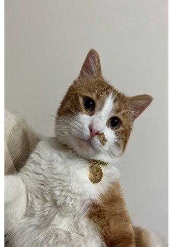 Emtory Home Kilitli Çıngıraklı Gold Gezdirme Boyun Kedi Tasması