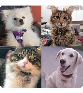 Hifa Diamond Reflektörlü Çok Renkli Gezdirme Boyun Kedi Tasması