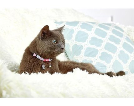 Max & Molly Zilli Çok Renkli Gezdirme Boyun Kedi Tasması