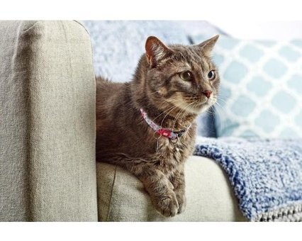 Max & Molly Zilli Çok Renkli Gezdirme Boyun Kedi Tasması