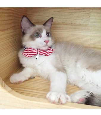 Magideal Zilli Çok Renkli Gezdirme Boyun Kedi Tasması