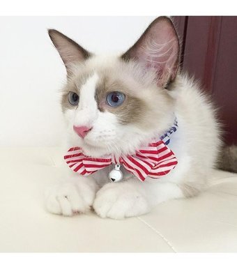 Magideal Zilli Çok Renkli Gezdirme Boyun Kedi Tasması