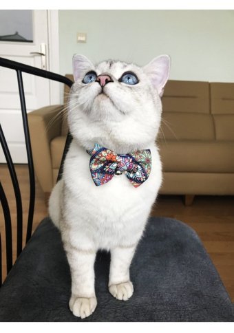 Patipatron Pembe Ayarlanabilir Gezdirme Boyun Kedi Tasması