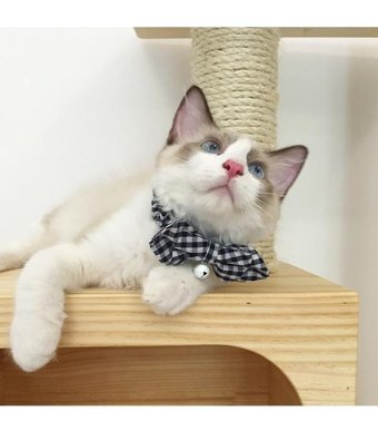 Magideal Zilli Mavi Gezdirme Boyun Kedi Tasması