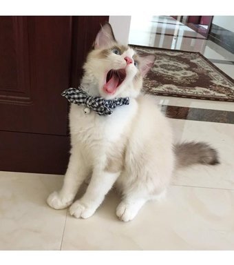Magideal Zilli Mavi Gezdirme Boyun Kedi Tasması