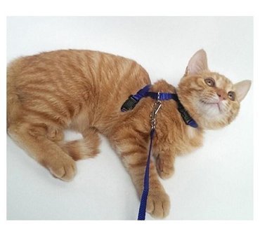 Temiz Pazar Çok Renkli Ayarlanabilir Gezdirme Boyun Kedi Tasması