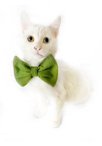 Kemique Smartd Id Yeşil Ayarlanabilir Gezdirme Boyun Kedi Tasması