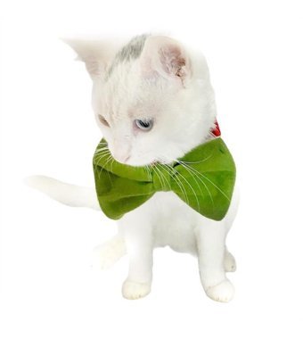 Kemique Smartd Id Yeşil Ayarlanabilir Gezdirme Boyun Kedi Tasması