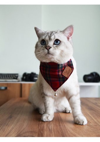 Patipatron Kırmızı Gezdirme Boyun Kedi Tasması