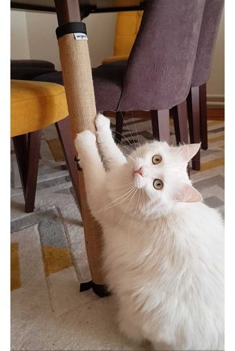 Miyav 60 cm Kedi Tırmalama Tahtası