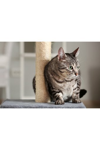 LoyaPed Oyuncaklı 42 cm Kedi Tırmalama Direği