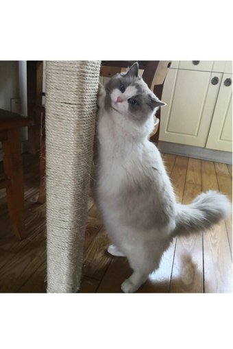 Alfa Tasarım 50 m Kedi Tırmalama Bandı