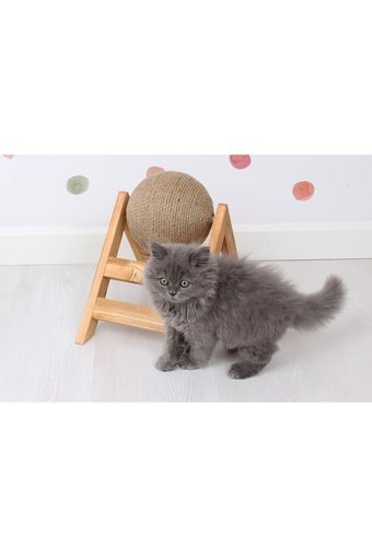 Femusa Kedi Tırmalama Tahtası