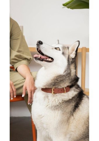 Pups & Itchy Ayarlanabilir Boyun Köpek Tasması M Kızıl