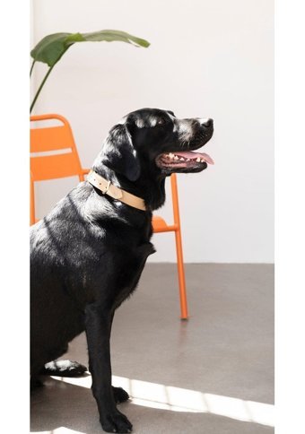 Pups & Itchy Ayarlanabilir Boyun Köpek Tasması M Bej