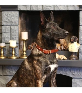 CecePet Ares Ayarlanabilir Köpek Tasması 36 - 45 cm Kahverengi