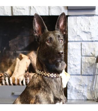 CecePet Aten Ayarlanabilir Köpek Tasması 46 - 55 cm Kahverengi