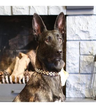 CecePet Aten Ayarlanabilir Köpek Tasması 46 - 55 cm Siyah