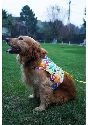 Patipatron Kaçış Önleyici Ayarlanabilir Göğüs Köpek Tasması 2XL Sarı