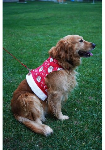 Patipatron Kaçış Önleyici Ayarlanabilir Göğüs Köpek Tasması 2XL Çok Renkli