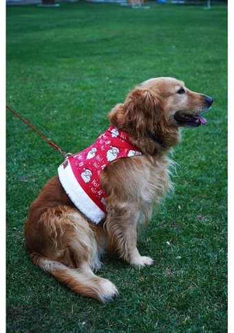 Patipatron Kaçış Önleyici Ayarlanabilir Göğüs Köpek Tasması 3XL Çok Renkli